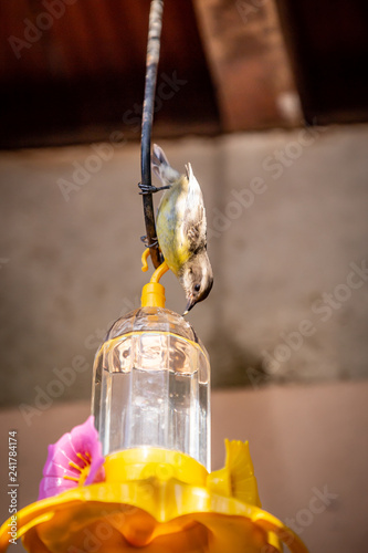 Bananaquits (Coereba Flaveola) AKA Cambacica feeding on a feeder in Brazil coutryside. photo