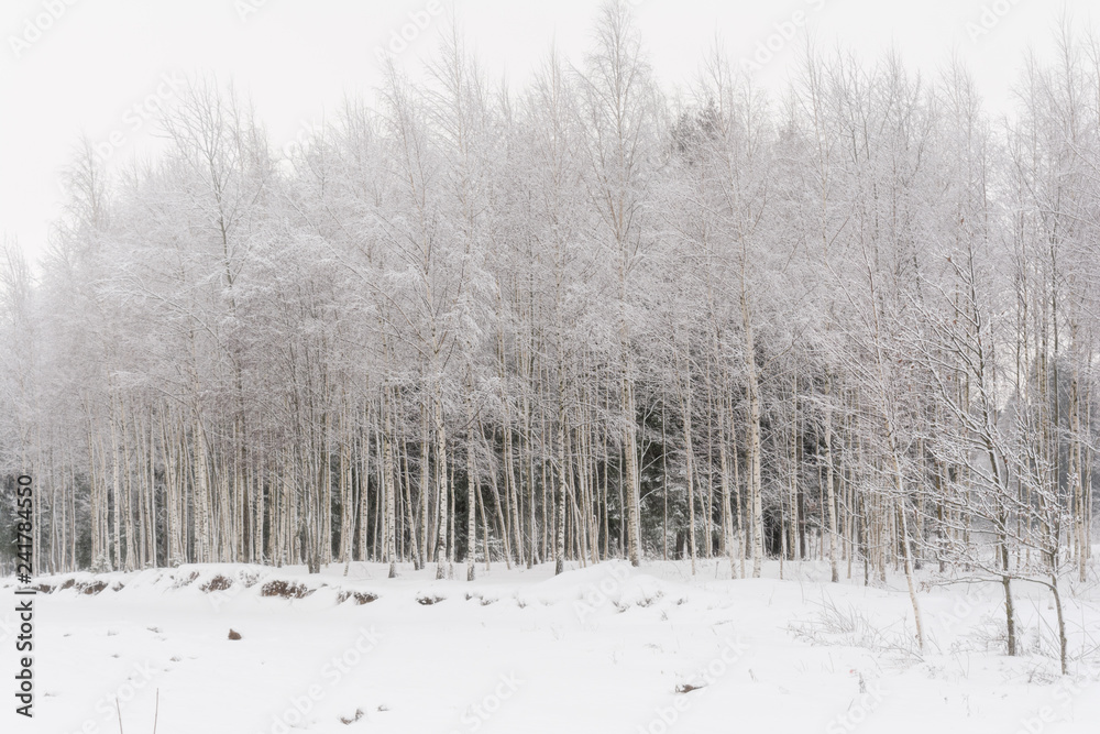 Beautiful winter snowy landscape with birches Beautiful winter snowy landscape with birches
