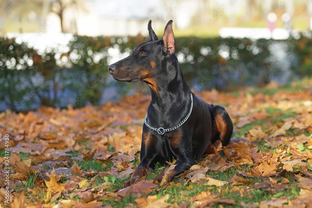Black and tan Doberman dog with cropped ears and a docked tail lying outdoors on fallen leaves in autumn