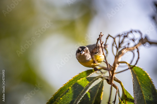 Bananaquits (Coereba Flaveola) AKA Cambacica bird standing on a tree in Brazil's countryside photo