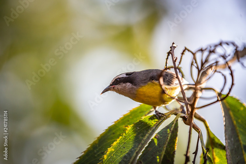 Bananaquits (Coereba Flaveola) AKA Cambacica bird standing on a tree in Brazil's countryside photo