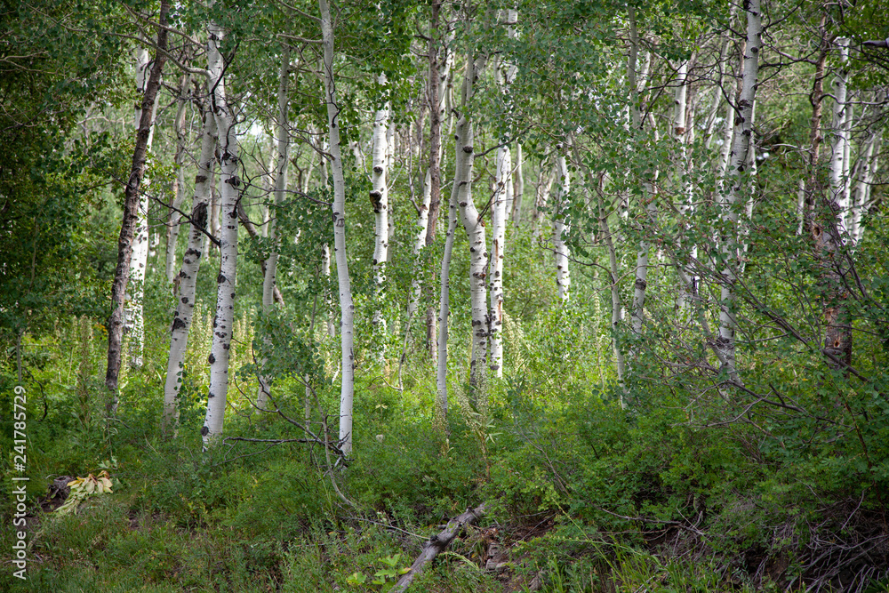 Fototapeta premium Aspen Grove