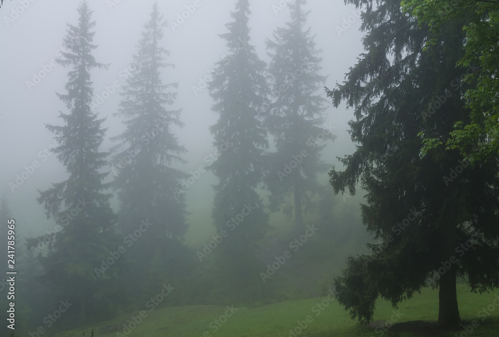 Fototapeta premium Mountain forest with stones. Mountain road in the forest. Carpathian forest in the mountains. Journey through the Carpathian forests. Beautiful mountain landscape.