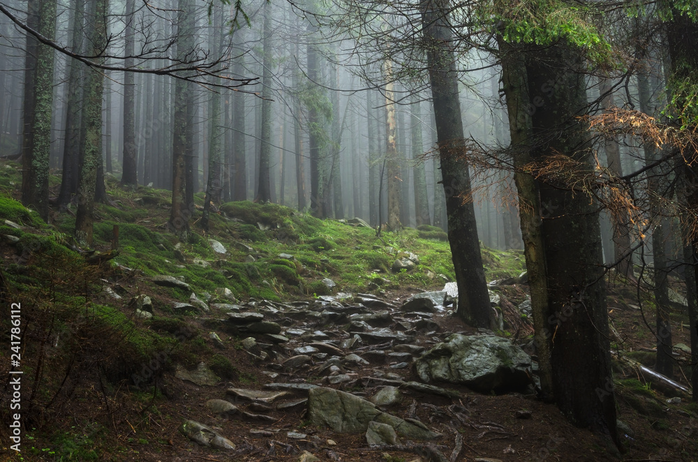 Fototapeta premium Mountain forest with stones. Mountain road in the forest. Carpathian forest in the mountains. Journey through the Carpathian forests. Beautiful mountain landscape. 