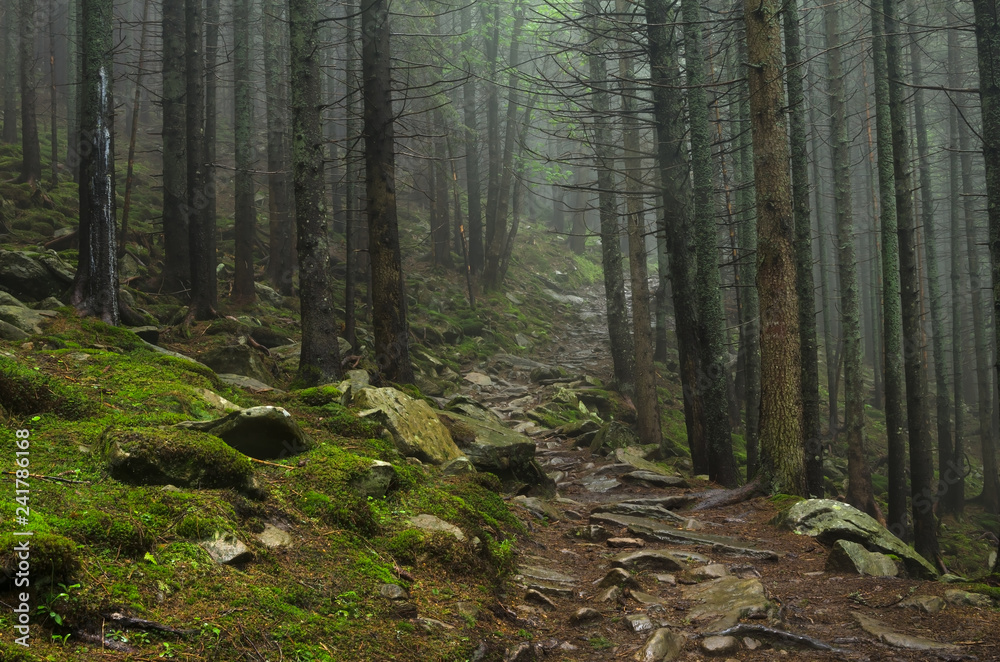 Mountain forest with stones. Mountain road in the forest. Carpathian forest in the mountains. Journey through the Carpathian forests. Beautiful mountain landscape. Mountain forest with stones. Mountain road in the forest. Carpathian forest in the mountains. Journey through the Carpathian forests. Beautiful mountain landscape.
