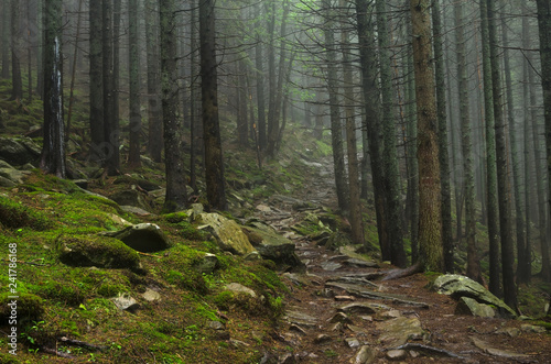 Mountain forest with stones. Mountain road in the forest. Carpathian forest in the mountains. Journey through the Carpathian forests. Beautiful mountain landscape.  © miroshnikserg