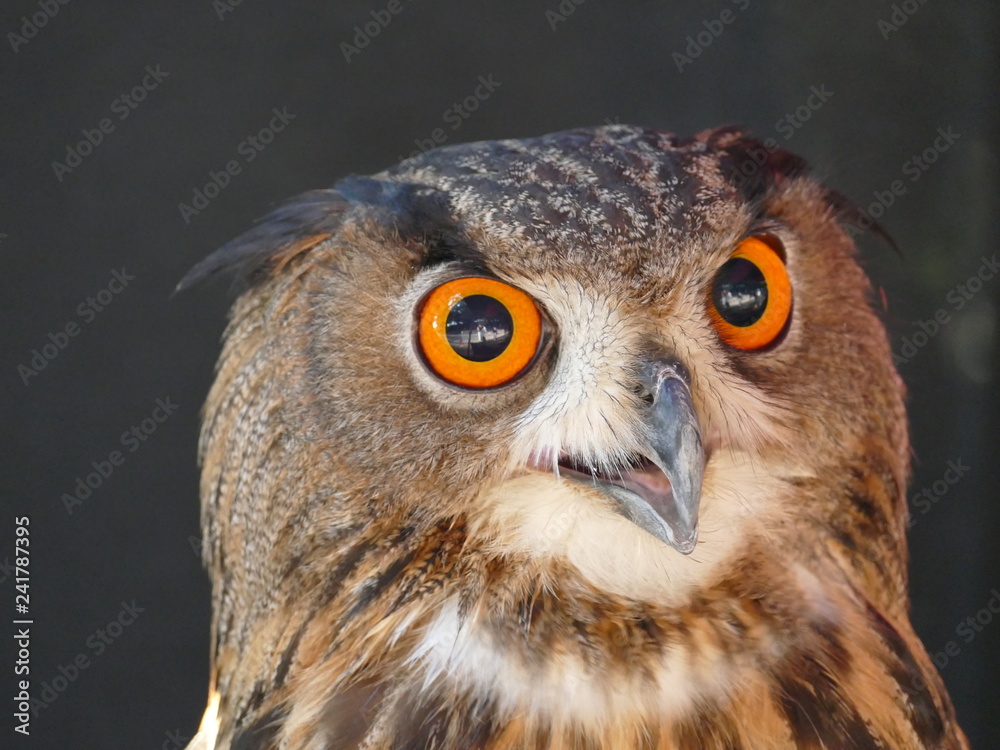 Uhu - Eagle owl Portrait Uhu - Eagle owl Portrait