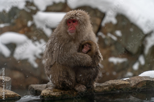 寒さに凍えて子ザルと寄り添うニホンザル(snow monkey) © gtlv