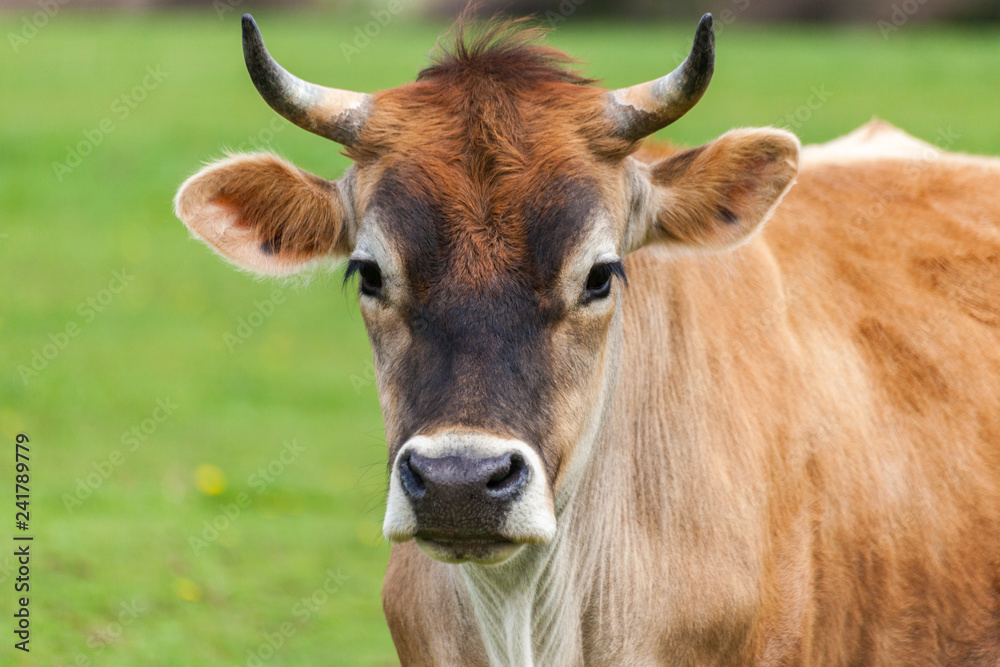 Healthy young Brown Swiss bull in a pasture Healthy young Brown Swiss bull in a pasture