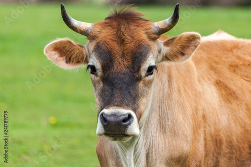 Healthy young Brown Swiss bull in a pasture