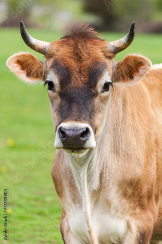 Healthy young Brown Swiss bull in a pasture © paulacobleigh