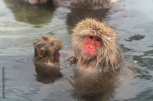 子ザルを抱きしめて温泉に入浴するニホンザル(snow monkey)