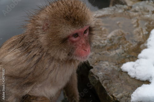 地獄谷野猿公苑の冬のニホンザル(snow monkey) © gtlv
