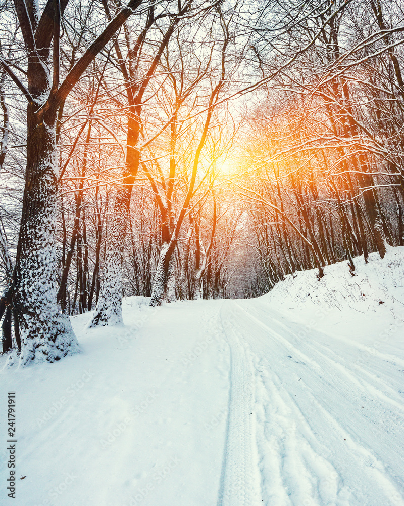 Fototapeta premium Silence on a winter road in the forest