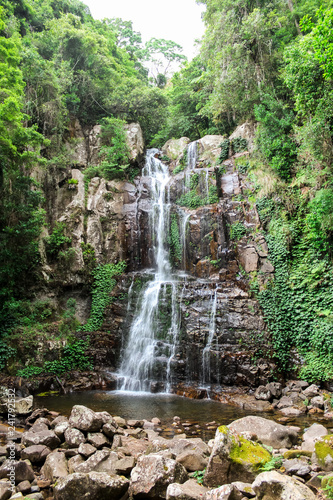 Tropical waterfall in Australia within green and vivid rainforest  Minnamurra Rainforest  Budderoo National Park  Australia 