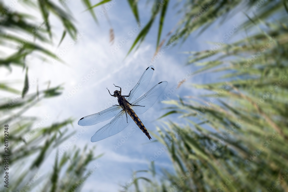 dragonfly seen from below as it flies through the vegetation dragonfly seen from below as it flies through the vegetation