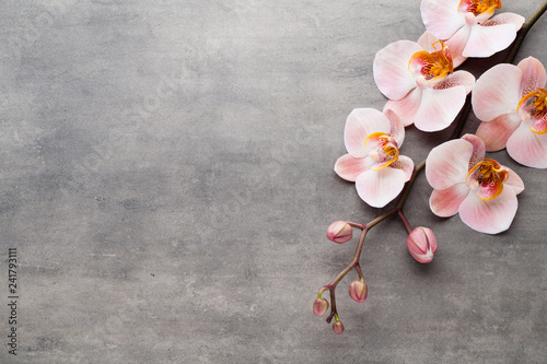 Spa orchid theme objects on grey background.