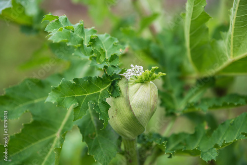 Blooming of dangerous toxic plant Heracleum. Also known as Cow Parsnip or Giant Hogweed. The sap of it causes phytophotodermatitis in humans, resulting in blisters and long-lasting scars photo