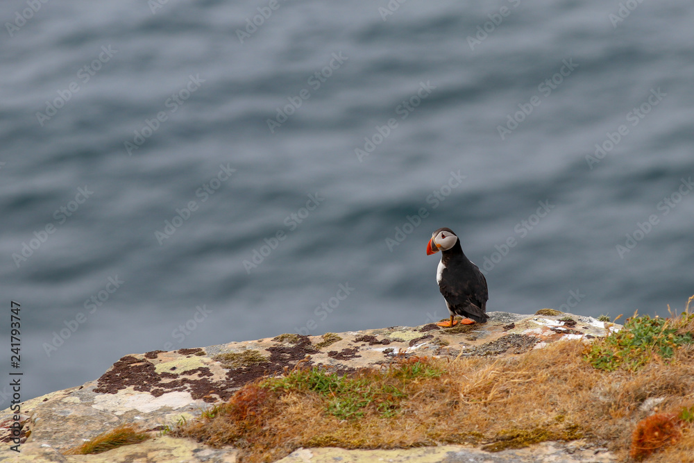 puffin on edge of cliff puffin on edge of cliff