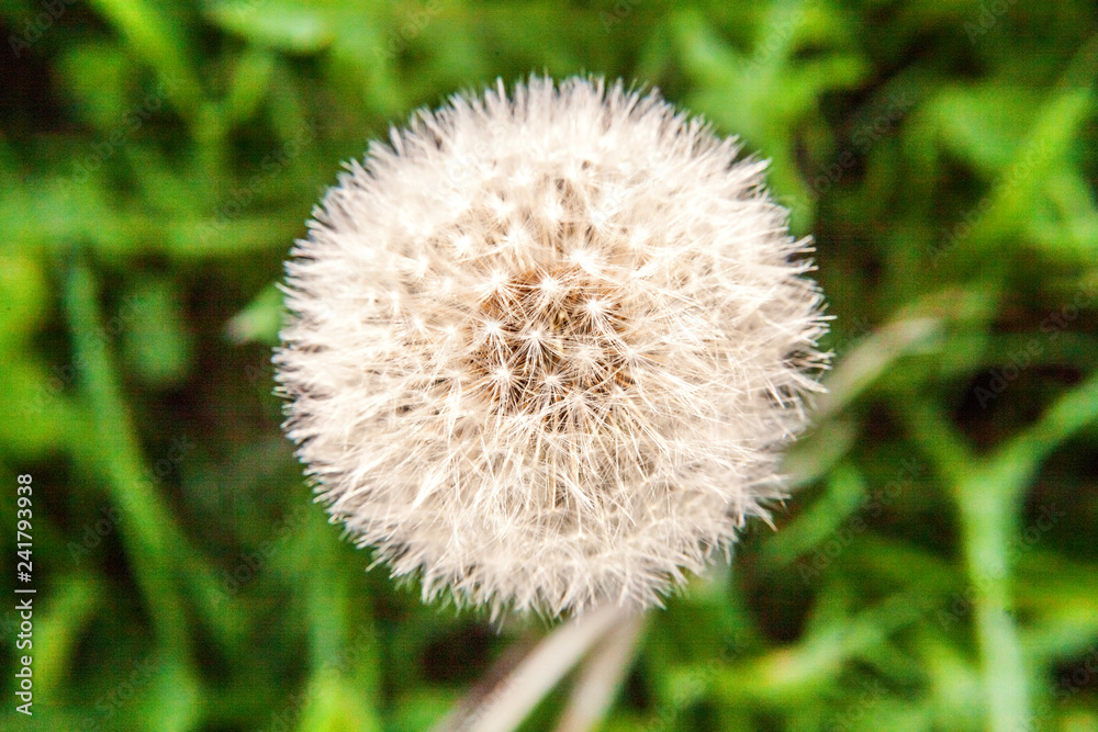 Dandelion seeds blowing in wind in summer field background Dandelion seeds blowing in wind in summer field background