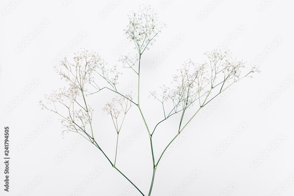 Big branch of delicate elegant gypsophila flower