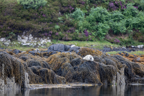 seal colony