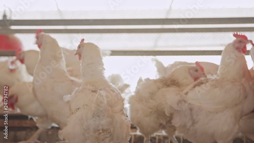 Large chicken farm with thousends of hens and roosters photo