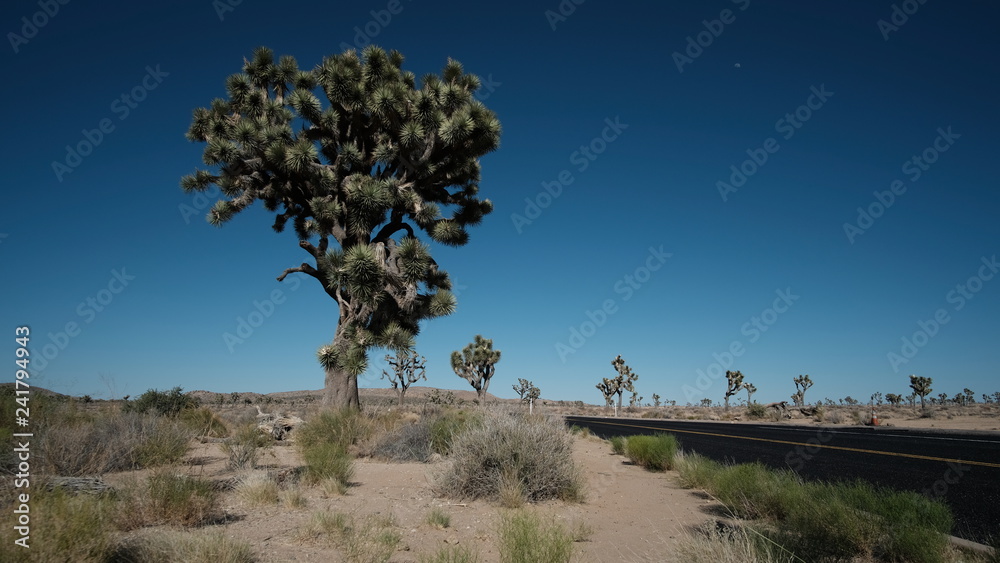 Obraz premium Joshua tree