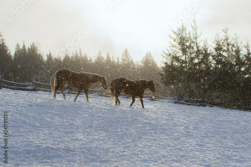 Fototapeta Naklejka Na Ścianę i Meble -  Two Horse Outside on a Snowy Day in Quebec Canada