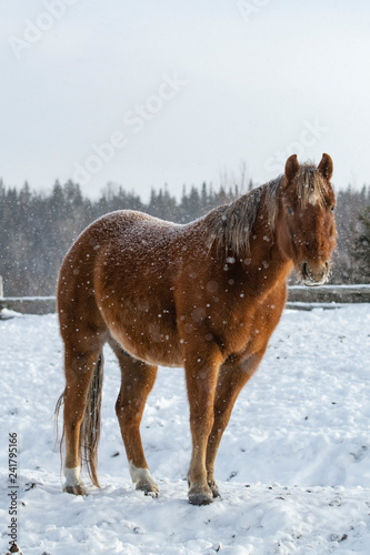 Chestnut Poney Outside in the Snow in Quebec Canada