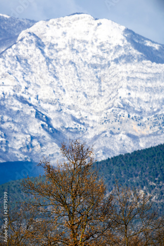 Close-up view of a tree in the foreground and beautiful snowy mountains in the background, Italy.