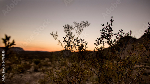 trees at sunrise