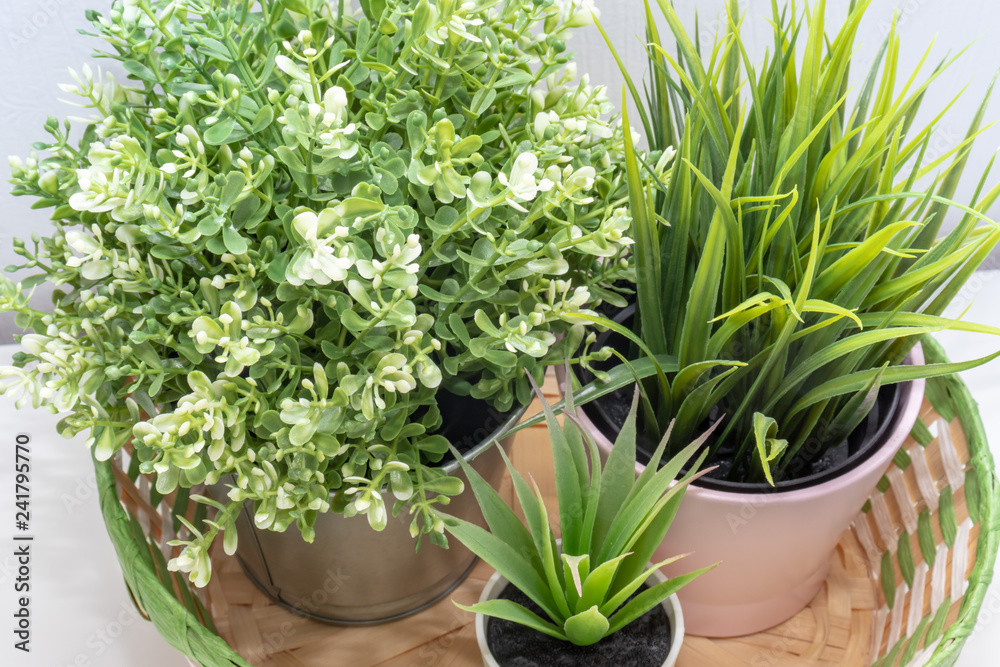 Three green plants composition in wicker basket