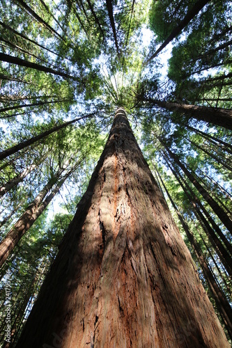 Giant tree