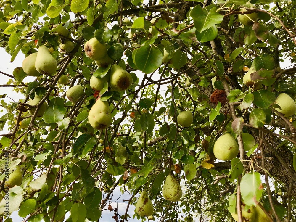 Pears Tree moments 