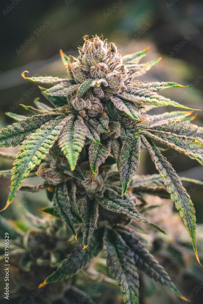 Cannabis Industry Plant Growing Buds Indoor for Local Dispensary Cannabis Industry Plant Growing Buds Indoor for Local Dispensary