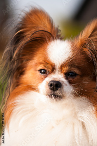 Papillon dog is having fun outside, playing with ball and running. 