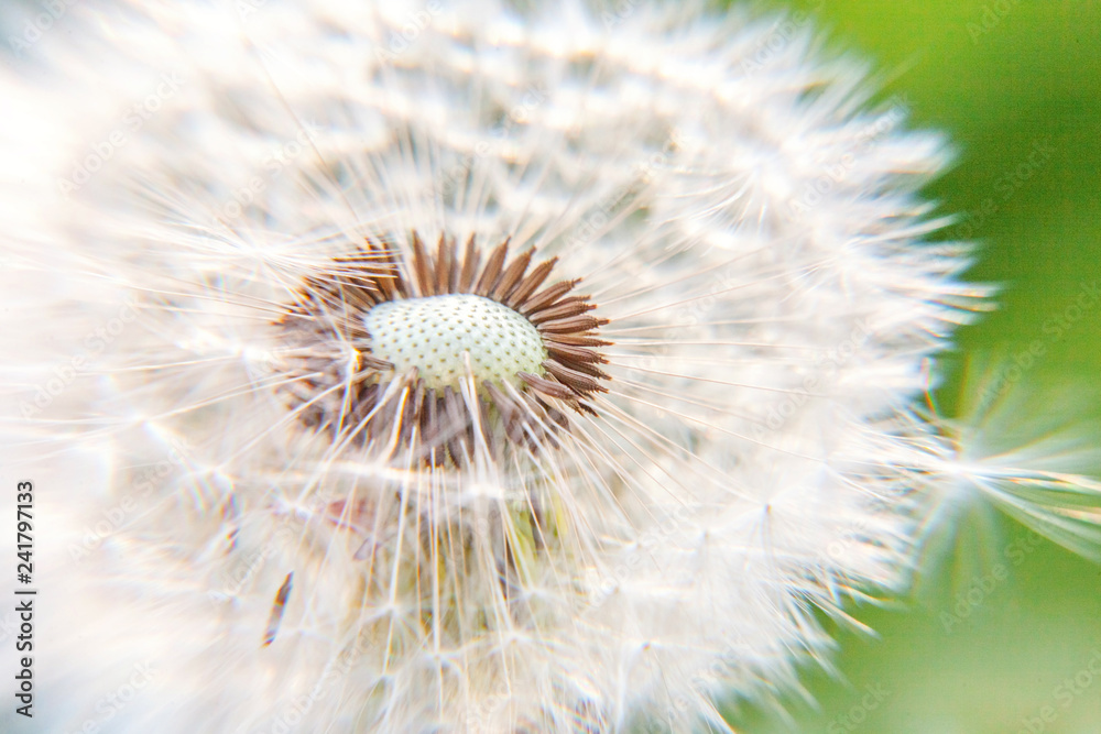 Dandelion seeds blowing in wind in summer field background. Change growth movement and direction concept. Inspirational natural floral spring or summer garden or park. Ecology nature landscape Dandelion seeds blowing in wind in summer field background. Change growth movement and direction concept. Inspirational natural floral spring or summer garden or park. Ecology nature landscape