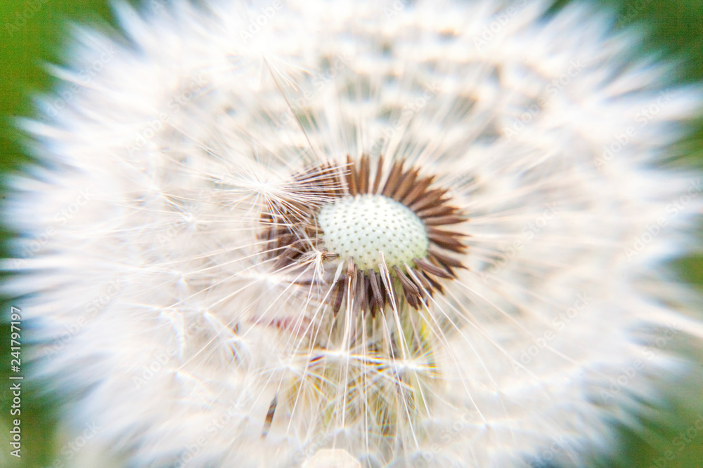 Dandelion seeds blowing in wind in summer field background. Change growth movement and direction concept. Inspirational natural floral spring or summer garden or park. Ecology nature landscape Dandelion seeds blowing in wind in summer field background. Change growth movement and direction concept. Inspirational natural floral spring or summer garden or park. Ecology nature landscape