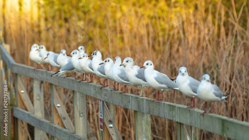 Black Headed Sea Gulls Perching on Bridge Handrail in Large Flock forming straight line