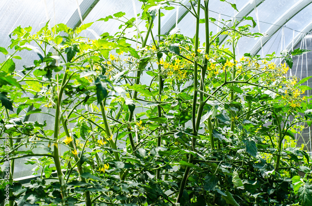 Naklejka premium Bushes of tomatoes growing in conservatory
