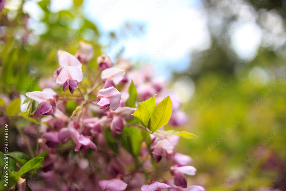 Obraz premium 藤の花