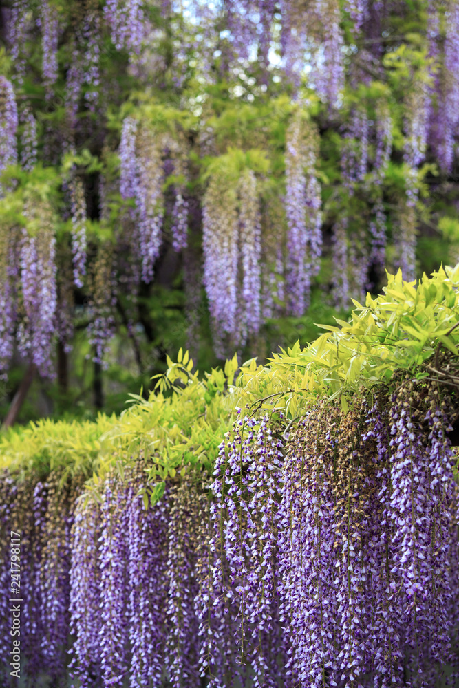 藤の花 藤の花