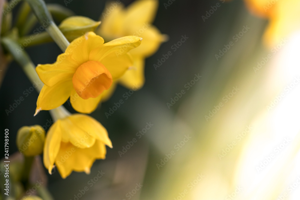水仙の花 初春イメージ 水仙の花 初春イメージ