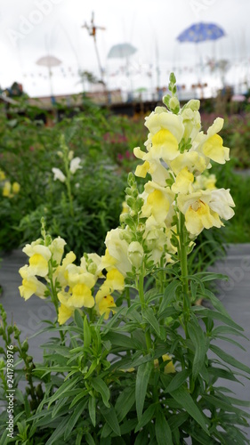 Fototapeta Naklejka Na Ścianę i Meble -  yellow white flower, in the garden