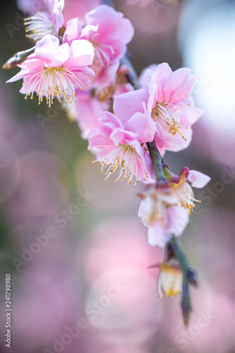 紅梅、日本の早春イメージ
