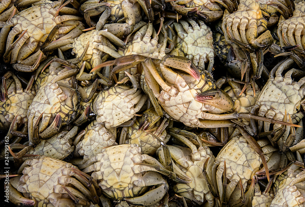 crabs. healthy and natural nutrition. Fresh fish just caught in the Venice lagoon. Natural food.