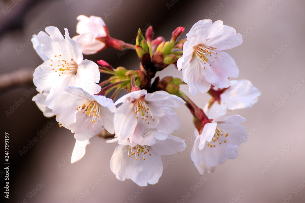 桜の花、春イメージ