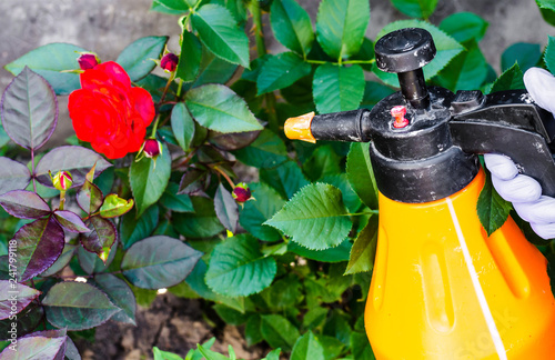 Use of pesticides against pests and diseases on roses