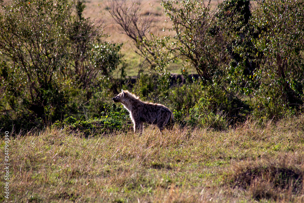 Fototapeta premium Hyäne